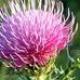 What is Milk Thistle and it&#039;s Benefits